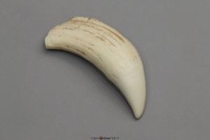 Sperm Whale Tooth