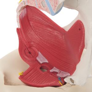 3B Scientific® Female Pelvis Models