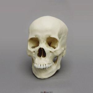 Human Female Asian Skull