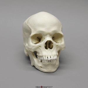 Human Male African-American Skull