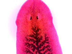 Planaria Slides