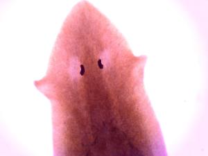 Planaria Slides