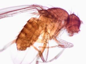 <i>Drosophila</i> Slide