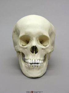 Human Adolescent Skull