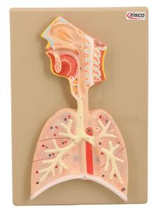 Half size human respiratory system model