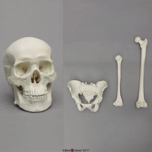 Economy Set Male: Skull, Pelvis, Femur, Humerus