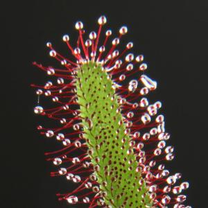 Sundew