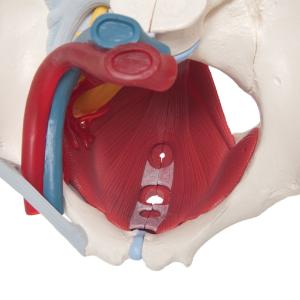 3B Scientific® Female Pelvis Models