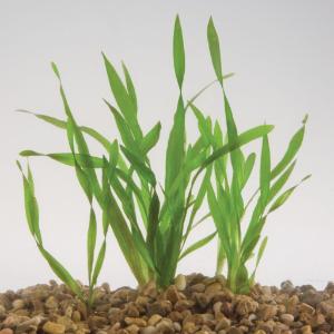 Corkscrew Vallisneria