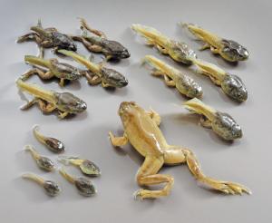 Bullfrog Transformation Set