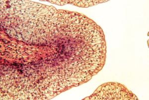 Mammalian Epithelial Tissue Set