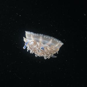 Ward's® Live Jellyfish (<i>Cassiopeia sp.</i>)