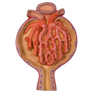 3B Scientific® Kidney Section Models