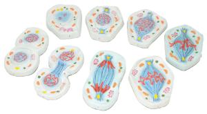 Eisco® Mitosis Set of 8