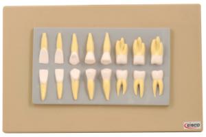 Eisco® Human Teeth Model