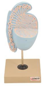 Eisco® Human Testis Model