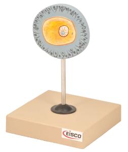 Eisco® Human Gametes Models