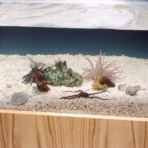 Ward's® Live Saltwater Tank Invertebrate Sets