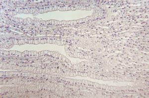 Simple Columnar Epithelium, Mammal Kidney Slide