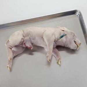 Ward's® Preserved Fetal Pigs: Plain Preserved