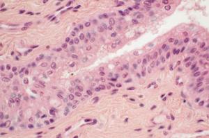 Simple Columnar Epithelium, Necturus Slide, Hematoxylin and Eosin