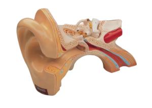 Denoyer-Geppert® Giant Ear Model