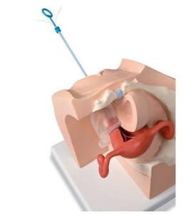 3B Scientific® Model For Gynocological Procedure