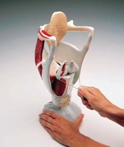 Denoyer-Geppert® Giant Functional Larynx