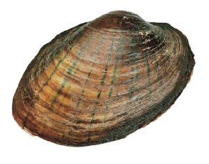 Freshwater Mussels