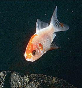 Ward's® Comet Goldfish