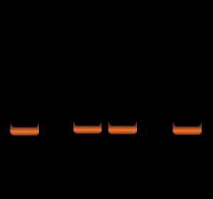 Water analysis, PCR