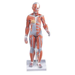 3B Scientific® ¹/₂ Size Muscular Figures