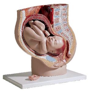 3B Scientific® Pregnant Pelvis Model