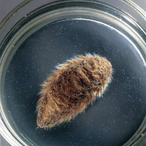 Sea Mouse