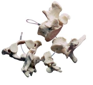 Collection of Vertebrae Model