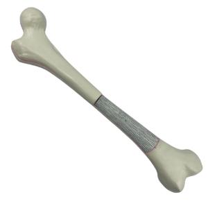 Model human femur with 2 parts