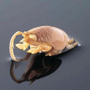 Mole Crab