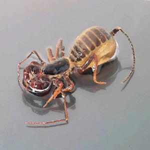 Ward's® Whip Scorpion