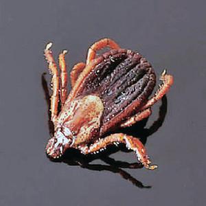 Ward's® Wood Tick