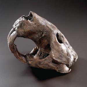 BoneClones® Giant Fossil Beaver Skull, Tarpit Finish