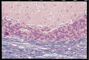 Cerebellum, Section, Weigerts and Nuclear Fast Red Stained Slides