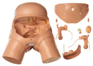 Somso® Pelviscopic Manikin