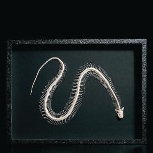 Ward's® Snake Skeleton