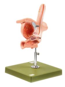 Somso® Catheterization Demonstration Models