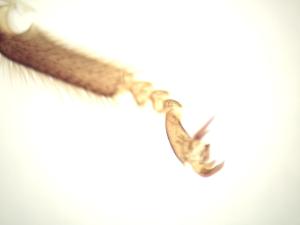 Honeybee Worker Leg, Composite Slide