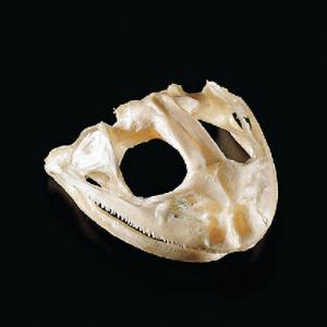 Bullfrog Skull