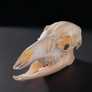 Deer Skull, Ward’s®