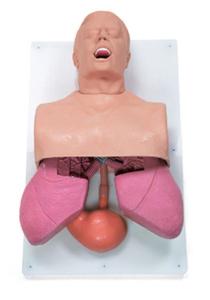 Simulaids® Adult Airway Management Trainer