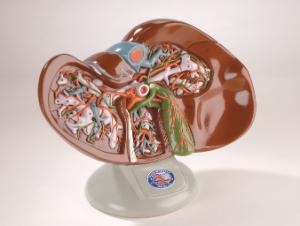 Denoyer-Geppert® Liver And Gallbladder Model