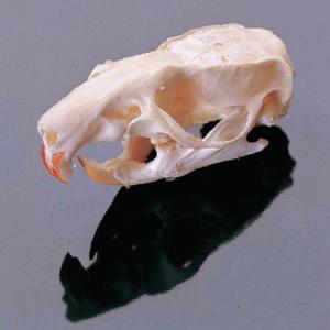 Rat Skull